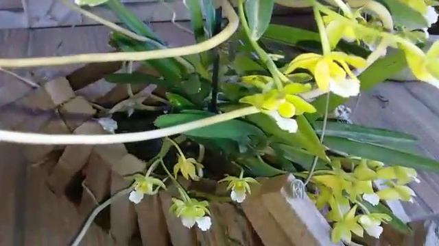 A FLORAÇÃO E COMO CULTIVO A CHISTENSONIA VIETINAMICA