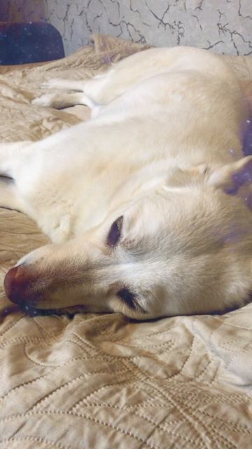 Усыпил волчару!