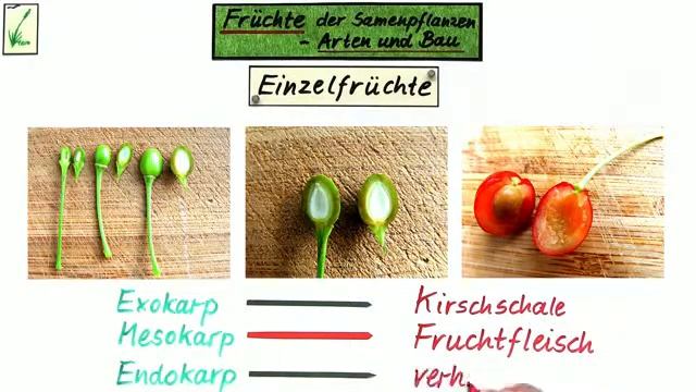 Verschiedene Fruchtarten | Biologie | Biologie der Pflanzen und Pilze (Mittelstufe)