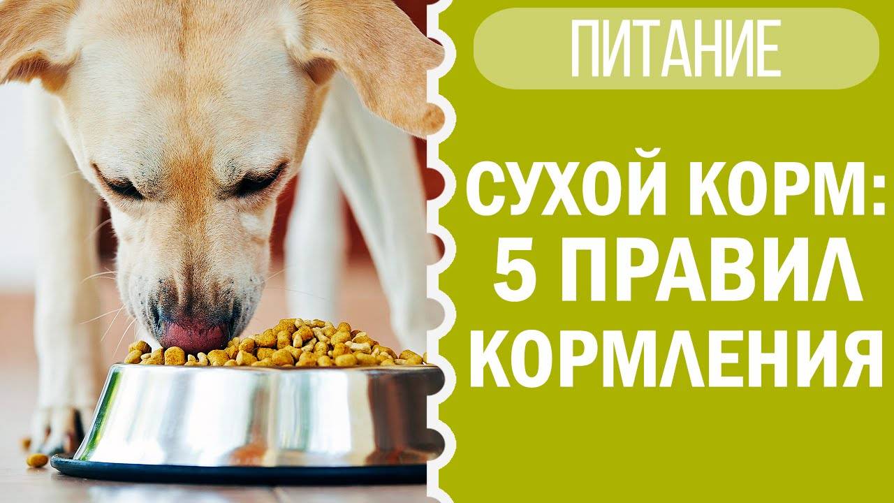 Как кормить собаку сухим кормом? Советы от чихуахуа Софи!