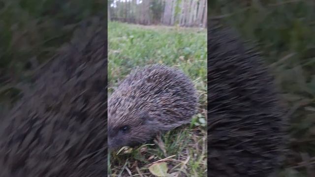 Ёжик у нас в огороде живёт.
