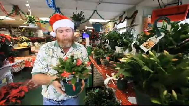 Christmas Cactus