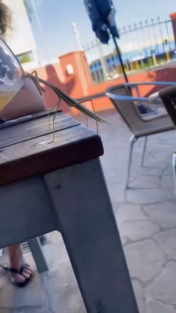 1000074083.mp4