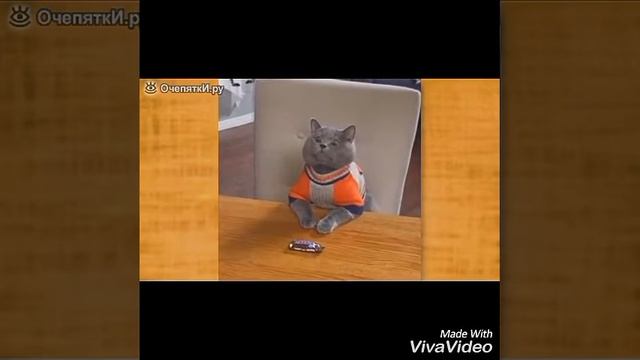 Смешные видео