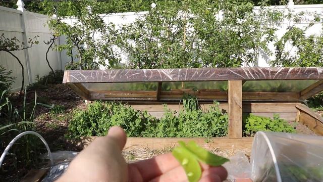 Why YOU Should Grow Sugar Snap Peas