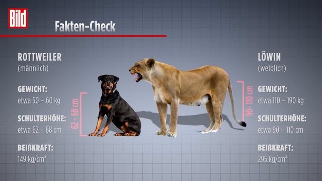 Löwin schnappt sich Riesen-Rottweiler
