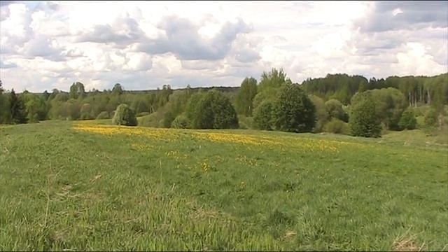 Массово цветут одуванчики. 20 мая.