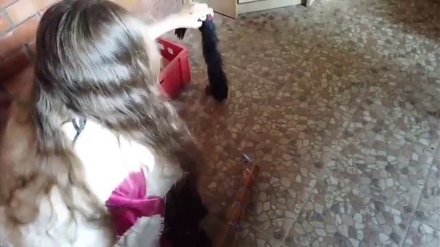 морские свинки баяга похитила их с котом 🐷😡😾