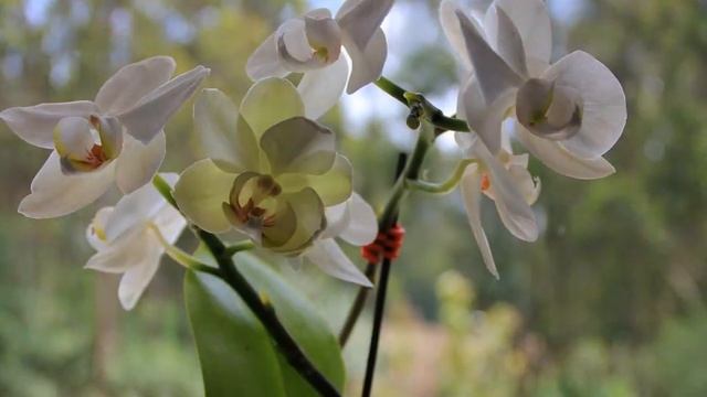 Time lapse Orchid