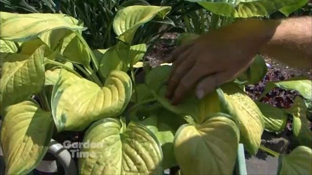 Summer Hostas