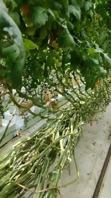 Город Челябинск #meros #работа #теплица #работавроссии #rossiyadagiuzbekmuhojirlar