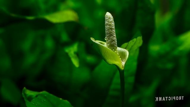 Aquatic Plants and Flowers Part:1