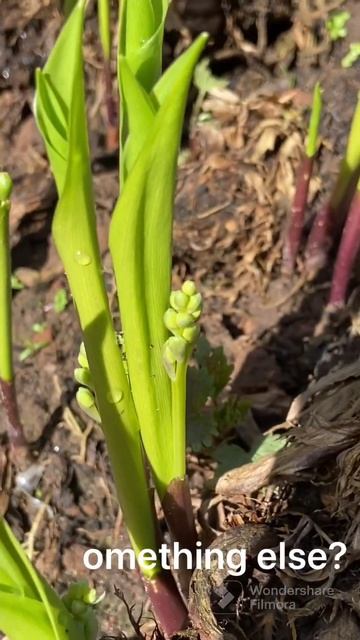 My secret garden quest 15 #lilly of the valley or wild garlic