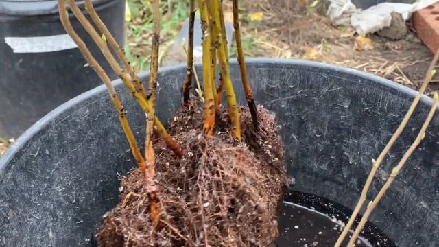Air prune beds: mistakes and lessons learned