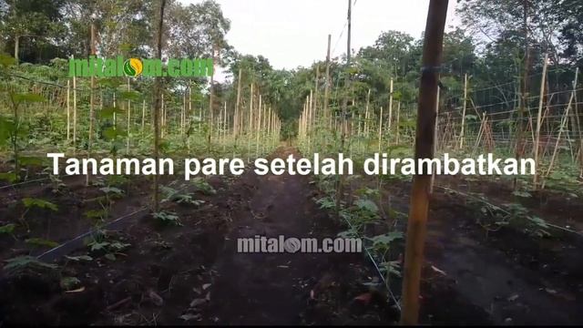 Cara Membuat LANJARAN (Para-para) Tanaman Pare Menggunakan Tali dan Benang