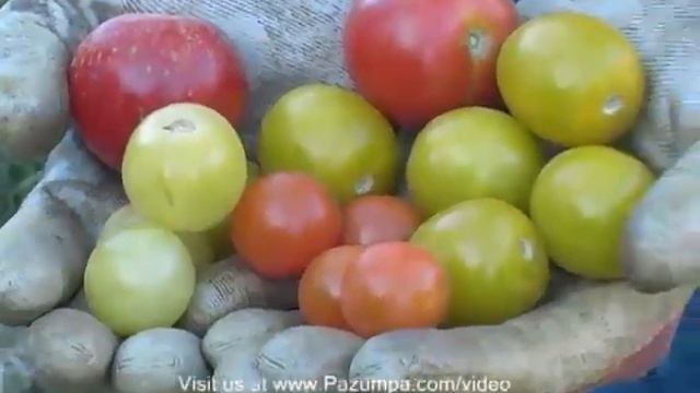Selecting many tomato varieties to plant in your garden