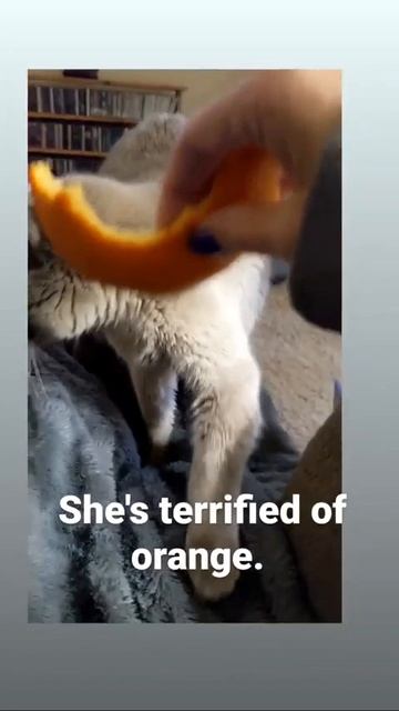 She doesn't like citrus 🍊🍋