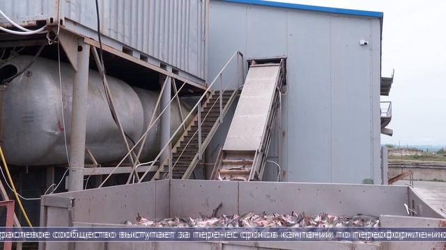 17.02.2025 Учёные обнародовали план добычи тихоокеанских лососей в 2025 году