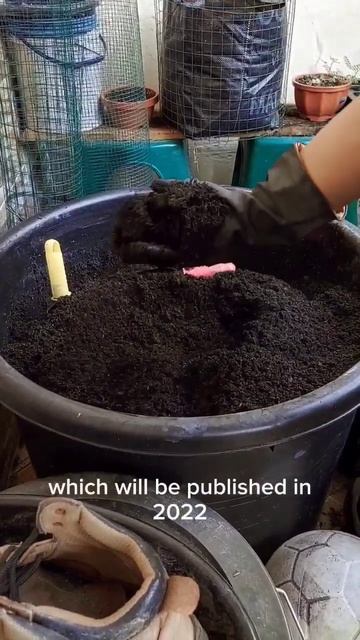 How to make a fertile soil mix for growing a cucumber in a container. #gardening #soilmixture