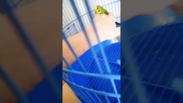 Мой попугай часть 3