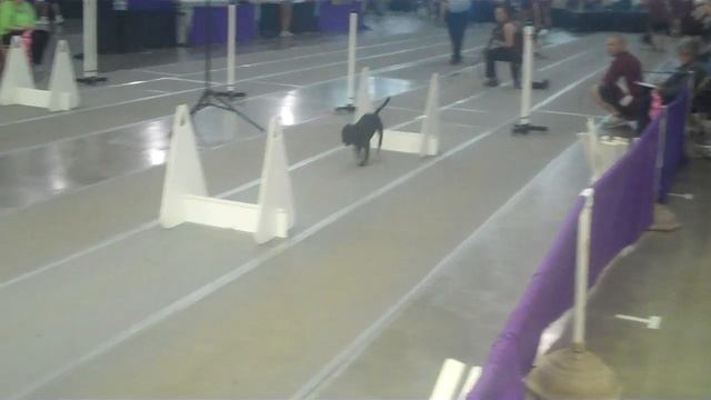 Grub's first qualifying flyball run!