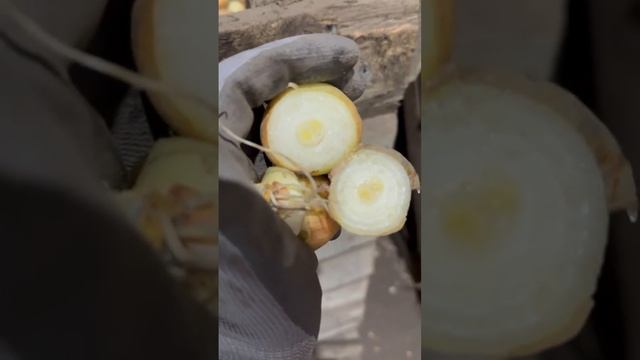 Лук выборка "Тараско" на посадку маленький калибр