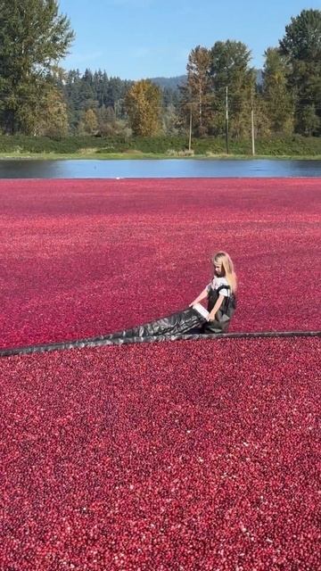 Сбор клюквы в Канаде