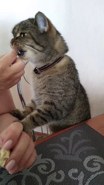 Умнейший котопёс Барсик завтракает.mp4