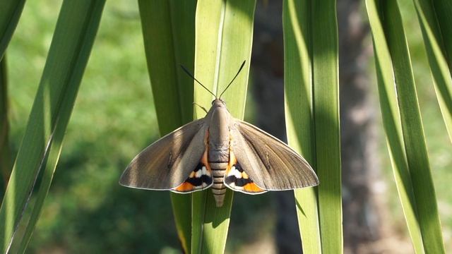 Paysandisia archon / Palmesommerfugl