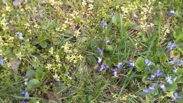 47  #КривойРог#  Весна расцветает
