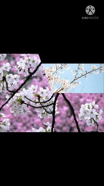 🌸cherry 🍒 🌸 blossom beautifull wallpaper 🌼 Whatshap status song #