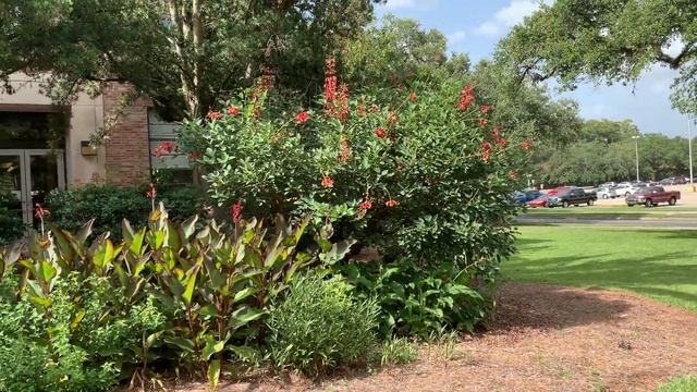 What's Blooming on Campus: Erythrina crista-galli