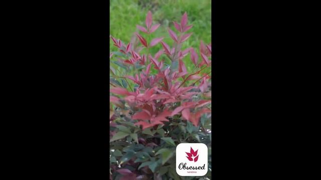 Nandina Obsessed