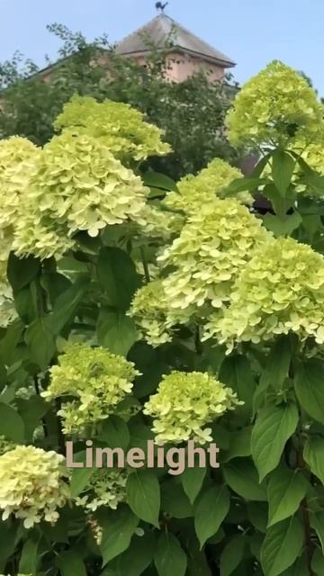 #limelight #гортензия #садгортензий #hydrangea #hortensia #hydrangeaflower #garden #paniculata #сад