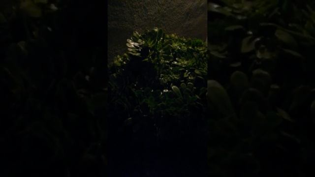 Aeonium Arboreum succulent plant Feb. 25, 2021