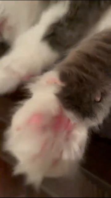 Кайф. Розовые подушечки! #кот #котики #коты #котик #лайк #подписка #фрося #смешныевидео #кошка #мяу