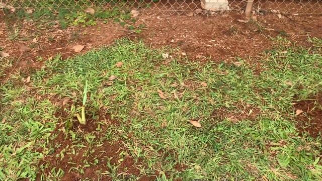 The Paradice Garage Compound - Planting Taro, a Lemon Tree And a BBQ To End The Day