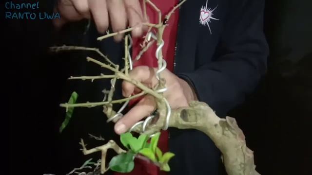 Ngawat/wiring sang duri tajam style bunjin kenait diwaktu santai ngopi bareng  Bonsai Liwa
