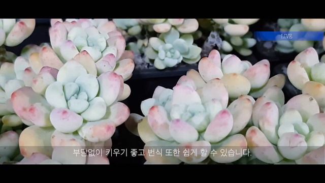 똥손도 잘 키울 수 있다!! 혼자서도  잘 크는 다육식물