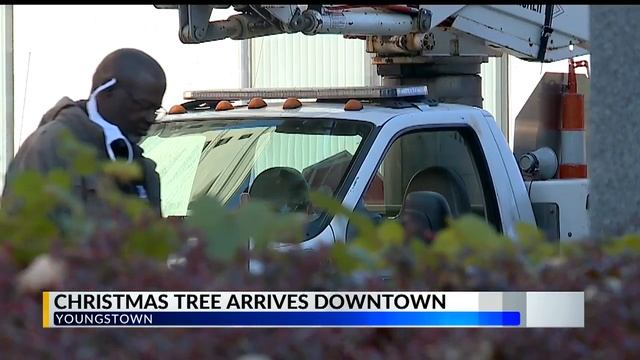 Boardman man’s blue spruce chosen as Youngstown Christmas tree