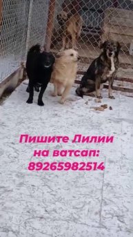 Берите собак из приюта!