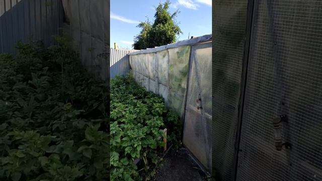 БЮДЖЕТНО ОГУРЦЫ КУРАЖ за 1 т. руб. 🥒🌿💯❤️...
