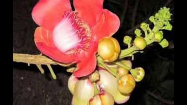 चमत्कारी  है नागकेसर  फूल - १ से भी होगा  धन लाभ