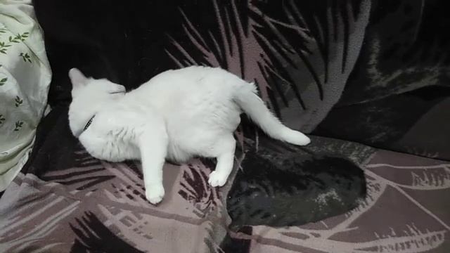 Funny cat (кот Бусик). Three legs