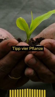 Stromzentrum: Umweltfreundliche Gartenarbeit für Anfänger