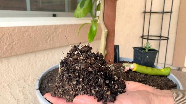3 Plants 1 Pot Experimenting with Container Gardening for the Patio! 🍊🌸