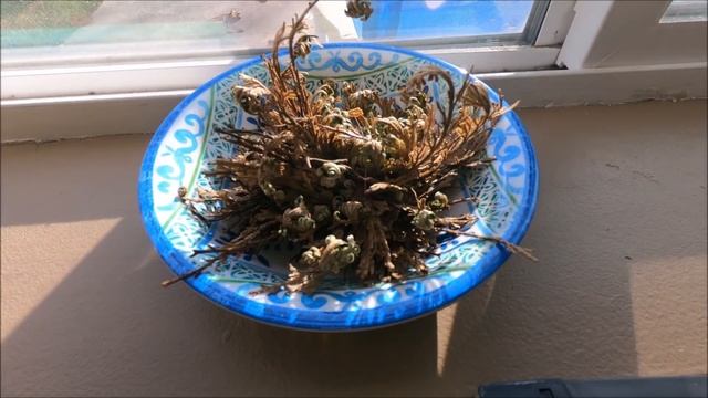DEAD PLANT COMES BACK TO LIFE! GoPro HERO 7 Black HD Timelapse