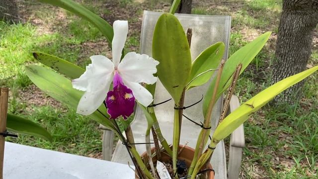 Show & Tell - Cattleya tigrina; C  warscewiczii
