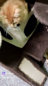 17.02.25 Котята Курильских бобтейлов GOLDEN SUN