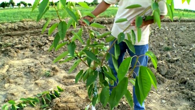 Гилосга ёзги шакл бериш